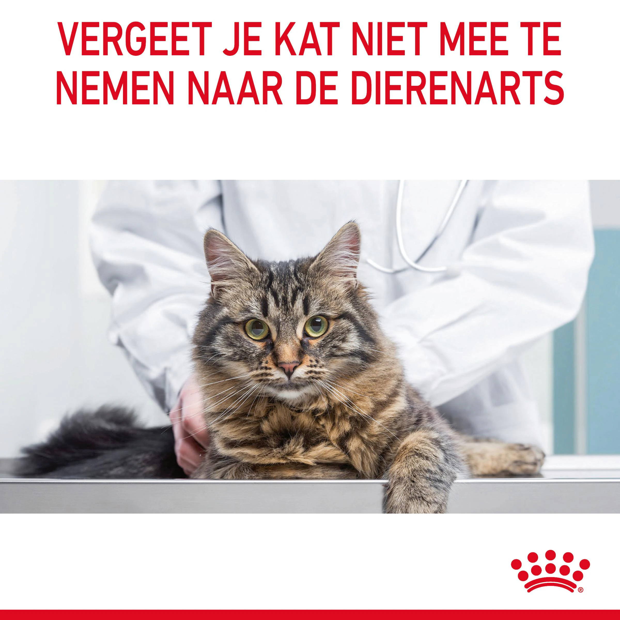 Bozita Kattenvoer (nat) - Big Dog