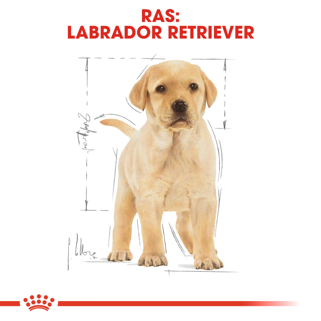 Royal Canin Labrador Retriever Sterilised hondenvoer Adult 3kg