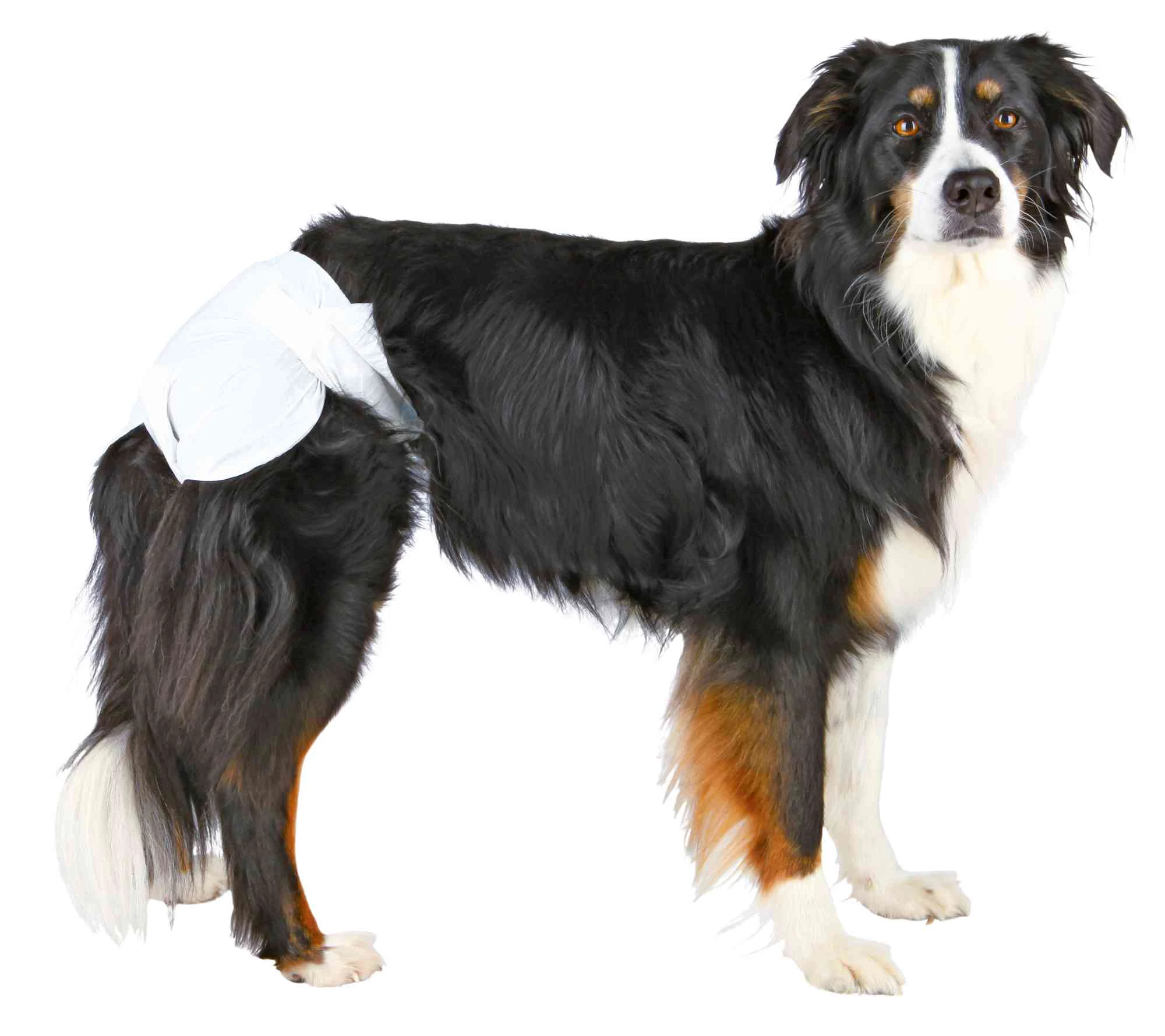 M-Pets wasbare luier voor Reuen | Bestellen