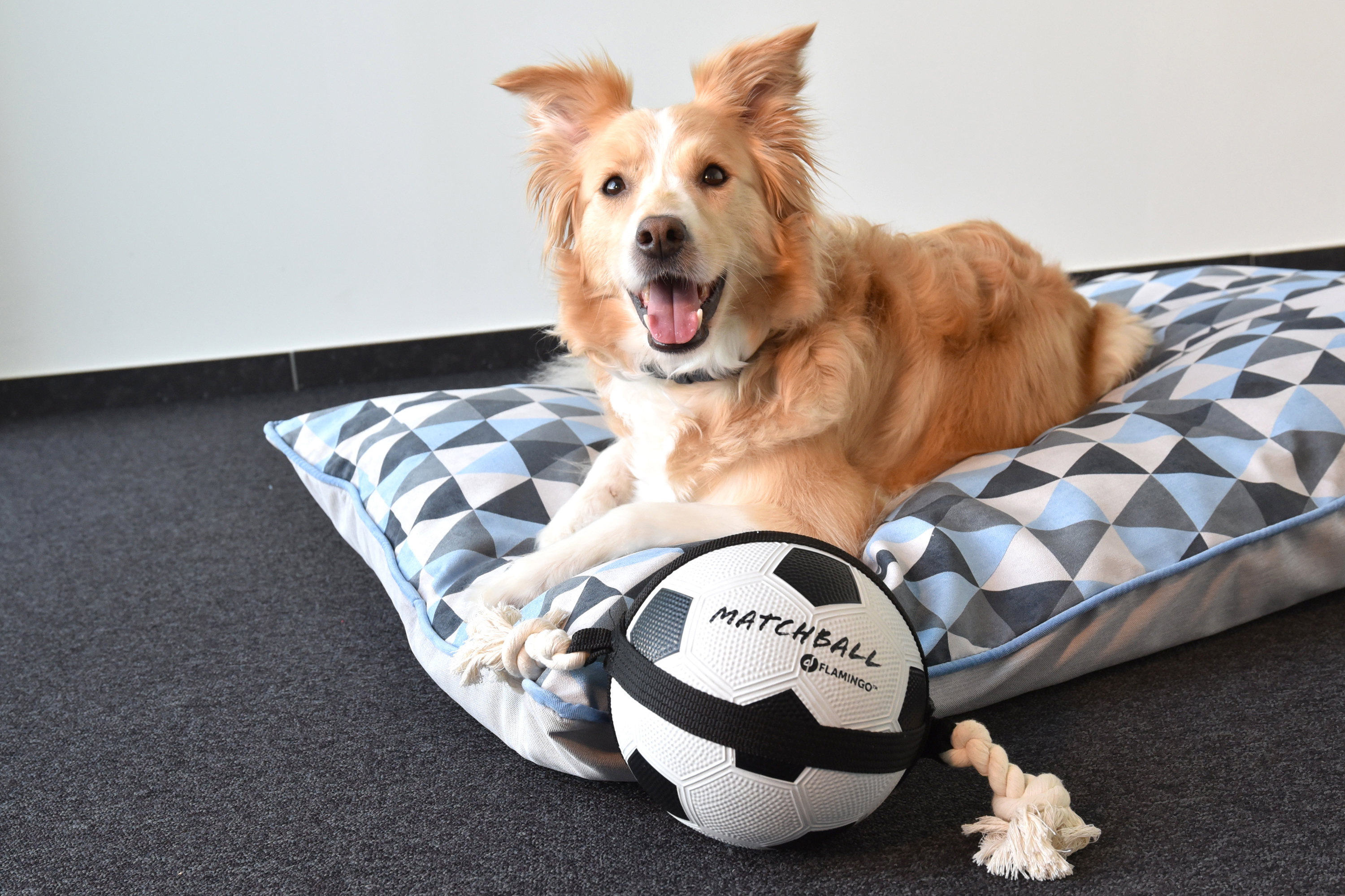 Piang Gouer Jouet interactif pour chien - Ballon de football - Jouet  couineur en peluche - Jouet pour chien - Jouet pour chien d63 - Cdiscount