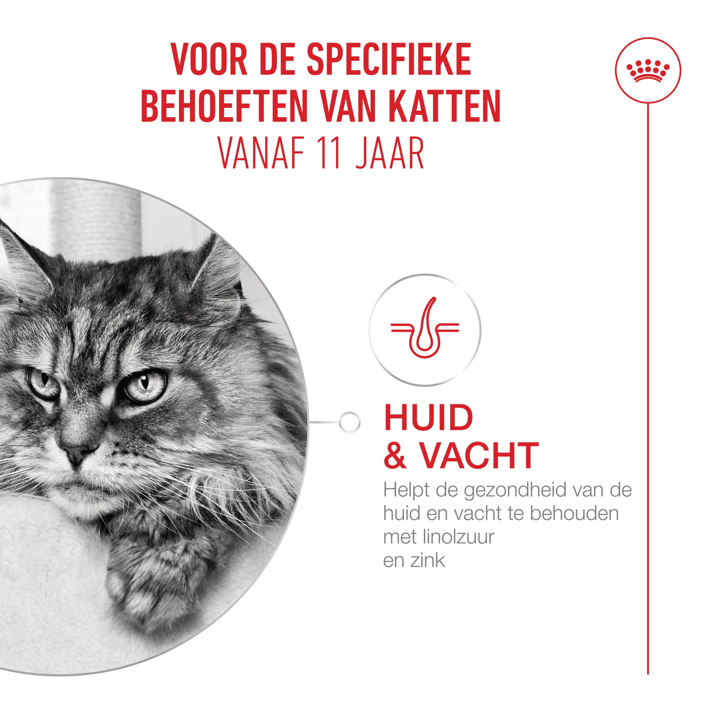 Royal Canin Kattenvoer Ageing 11 in Jelly 12 x 85 gr | Hoodie Dier XL