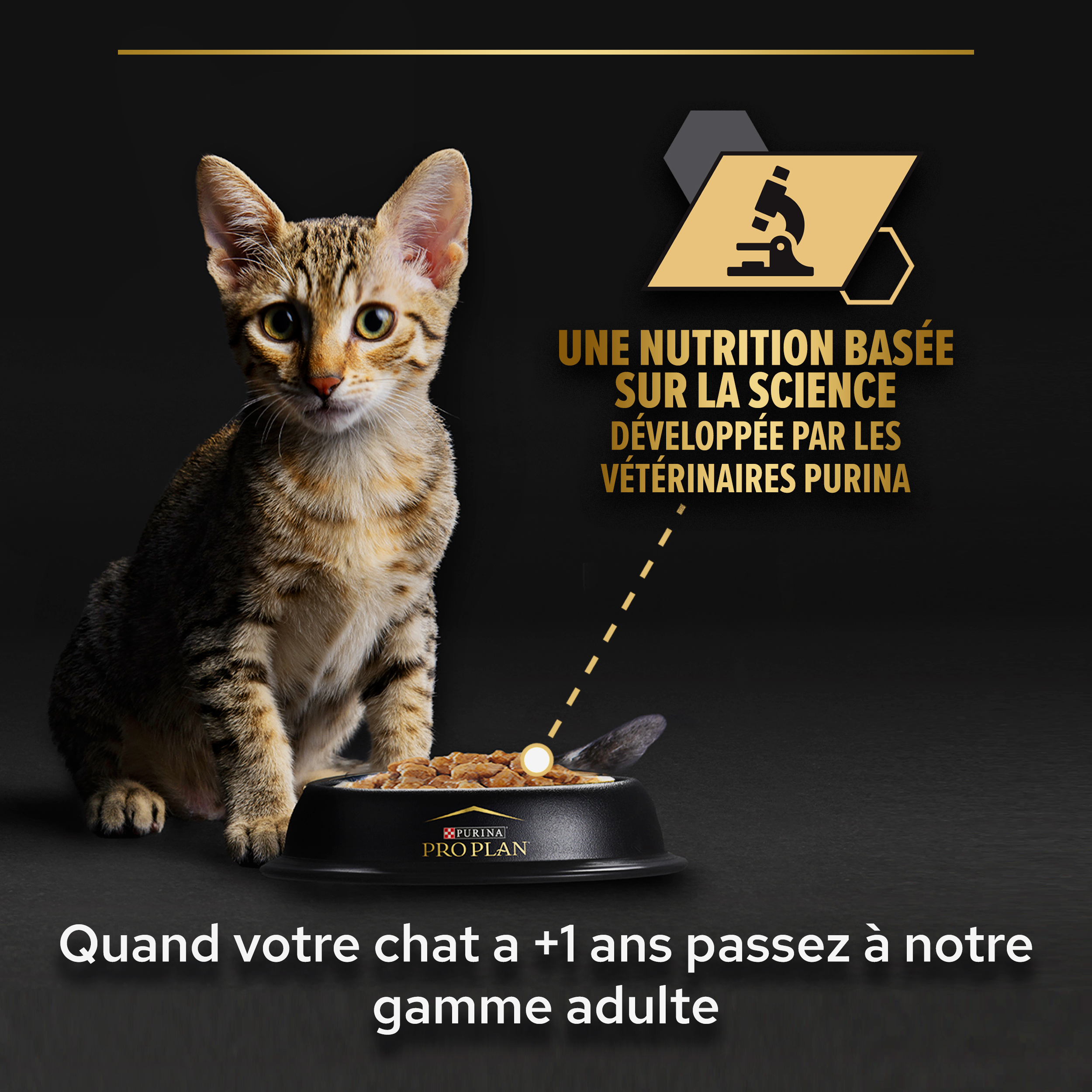 Pâtée pour chat junior à la dinde Pro plan 85 g : Pâtées et alimentation  humide pour chat PROPLAN animalerie - botanic®