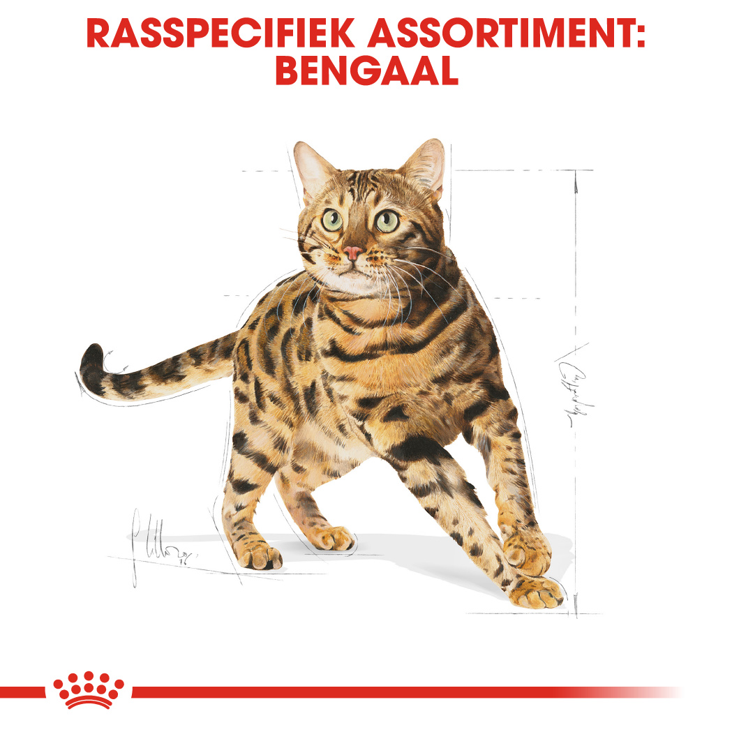 Royal Canin Adult Bengal Kattenbrokken 2kg Royal Canin Breed
