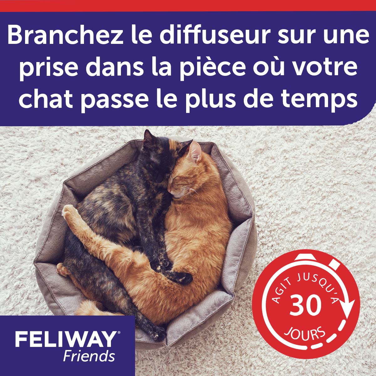Feliway Friends - Diffuseur + Recharge 30J pour le Stress des
